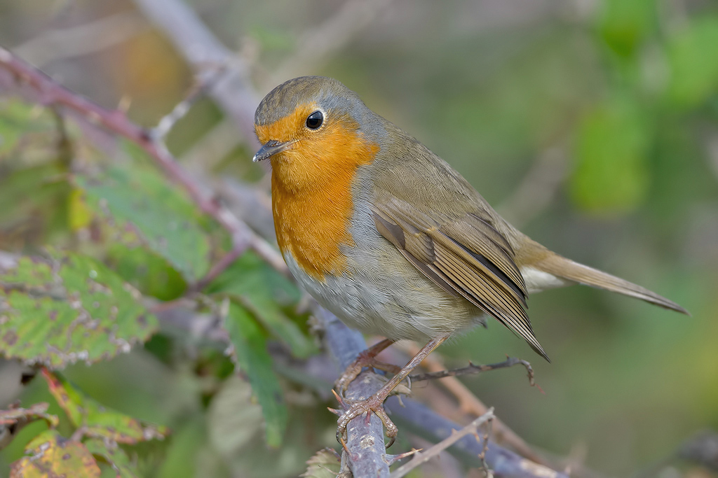 Pettirosso (Erithacus rubecula)